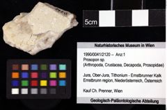 Foto (Objket + Etiketten) von Prosopon sp. 